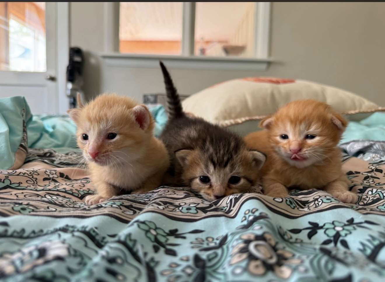 Young rescued kittens resting together on a soft blanket